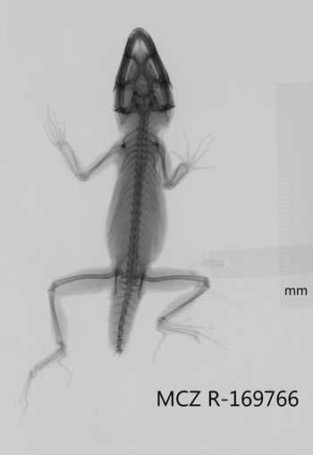 Media type: image;   Herpetology R-169766 Aspect: dorsoventral x-ray